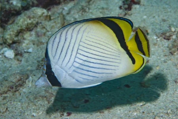 Boş Kelebek Balığı Chaetodon vagabundus