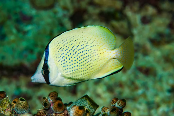 Kelebek balığı Chaetodon Citrinellus