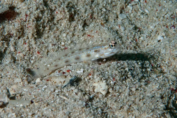 Soluk Karides-goby Ctenogobiops feroculus