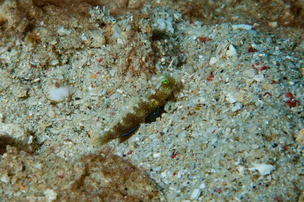 Shrimp-Goby Cryptocentrus sp.