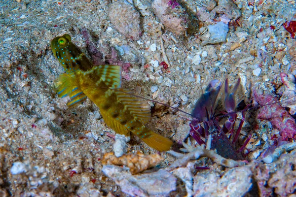 Kıç Çubuğu Karides Goby Cryptocentrus sp 1