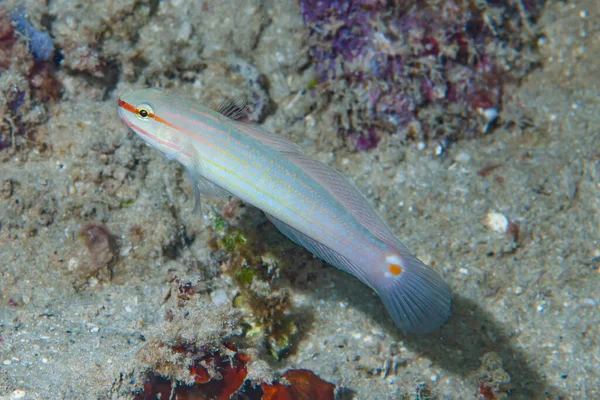 Pembe Çizgili Goby Amblygobius decussatus