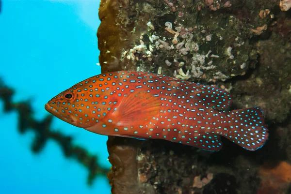 Coral grouper Cephalopolis miniata