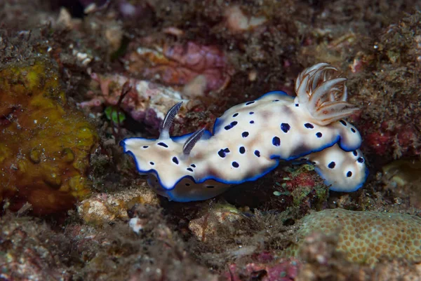 Hypselodoris tryoni Çıplak Endonezya