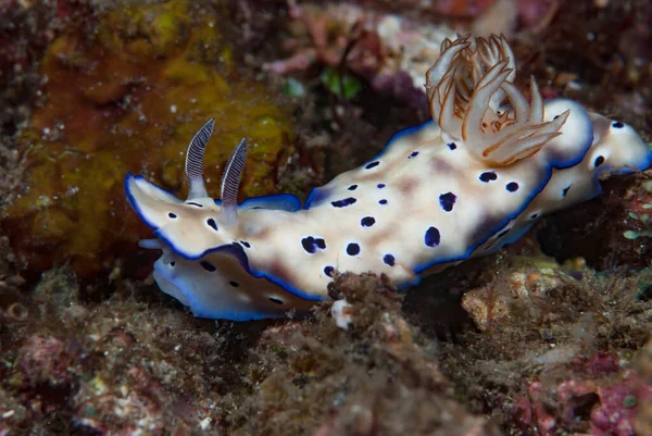 Hypselodoris tryoni Çıplak Endonezya