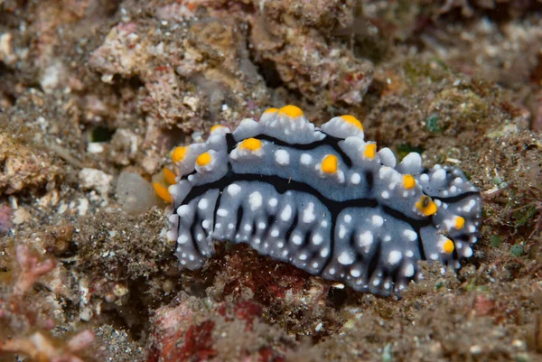 Phyllidia Endonezya 'nın Çıplaklar Dalında