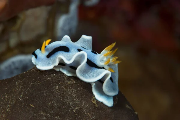 Chromodoris Annae Nudibranch Indonesia — Stock Photo, Image