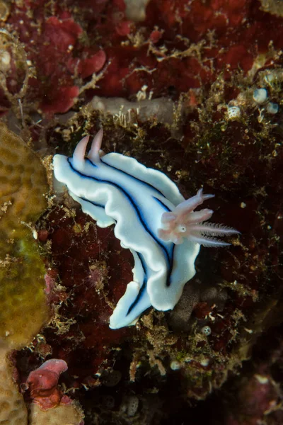 Kromodoris Willani Çıplak Endonezya