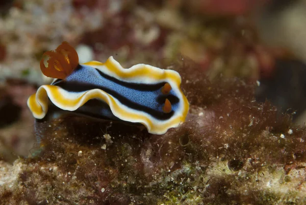 Kromodoris annae Çıplaklık Endonezya