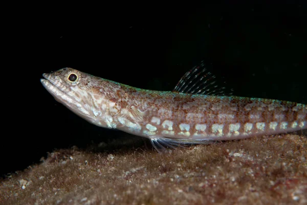 Resif kertenkelesi Synodus varyasyonu