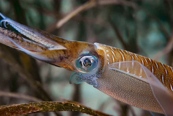 Resif mürekkep balığı Sepioteuthis Lessoniana