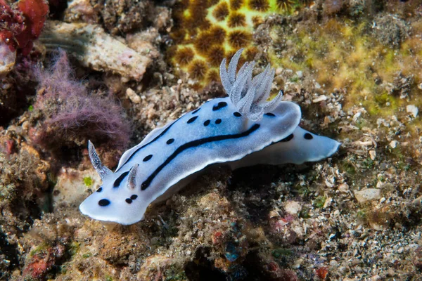 Kromodoris Willani Çıplak Endonezya