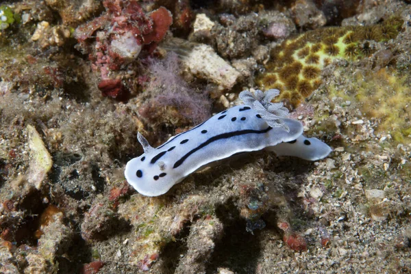 Kromodoris Willani Çıplak Endonezya