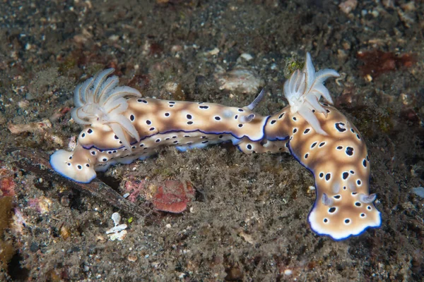 Hypselodoris tryoni Çıplak Endonezya