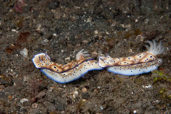 Hypselodoris tryoni Çıplak Endonezya