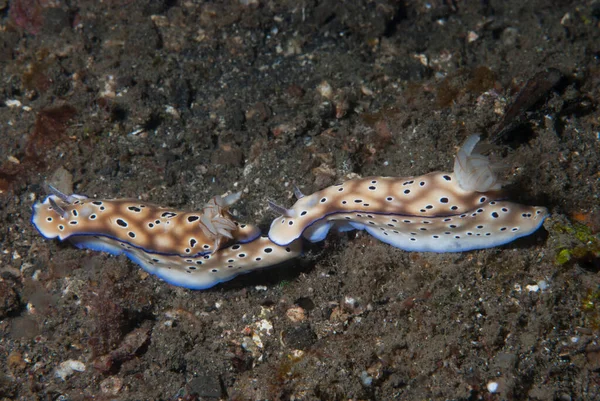 Hypselodoris tryoni Çıplak Endonezya