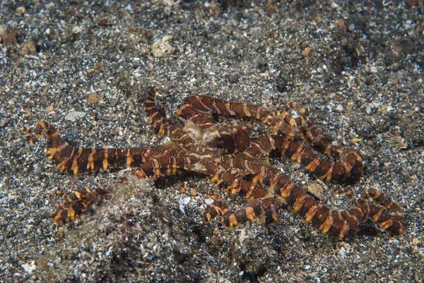 Wonderpus Wunderpus Fotogenicus Lembeh Endonezya