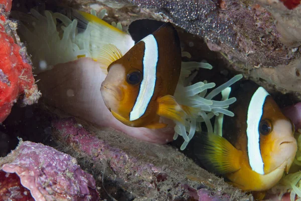 Anemonefish (or Clownfish) live in a symbiotic relationship with sea anemones. These little fish protect the anemone for predators like butteflyfish, and at the same time the anemone is an optimal refuge for clownfish.