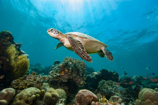 Yeşil Kaplumbağa Chelonia Mydas