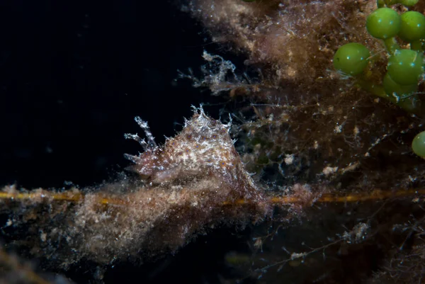 Bursatella cfr. leachi Endonezya