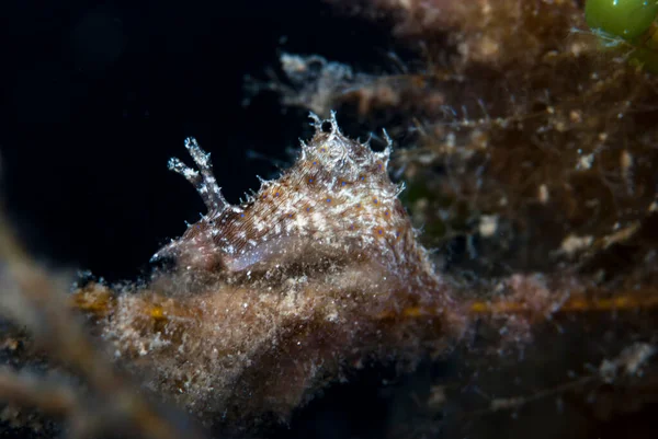 Bursatella cfr. leachi Endonezya