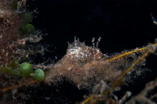 Bursatella cfr. leachi Endonezya