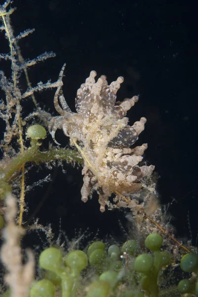 Phyllodesmium sp. Çıplak Endonezya