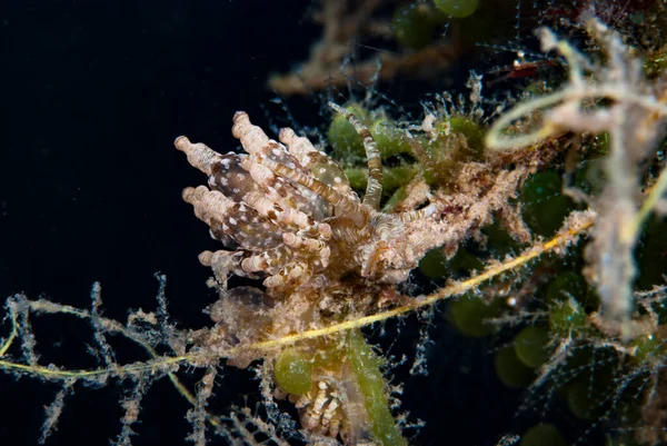 Phyllodesmium sp. Çıplak Endonezya