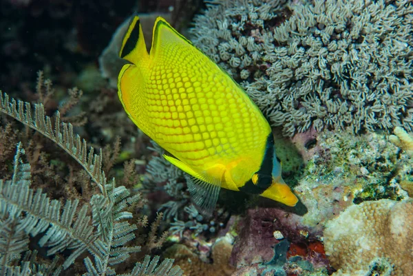 Ağlı Kelebek Balığı Chaetodon Piyangosu