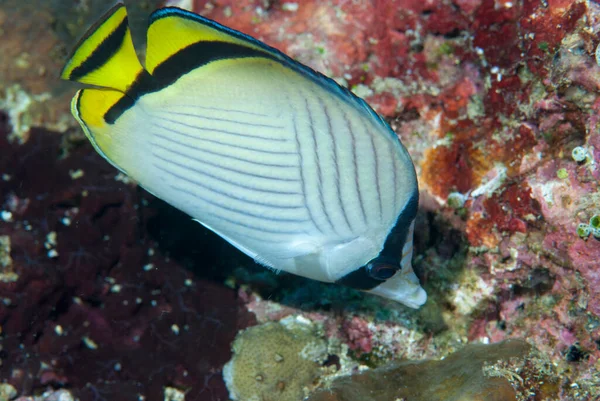 Boş Kelebek Balığı Chaetodon vagabundus