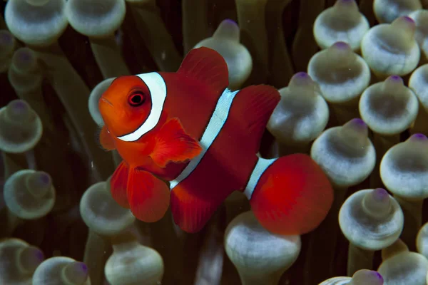Spinecheek Anemonfish Premnas biaculeatus