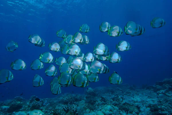 Dairesel Spadişah Platax yörüngesiName