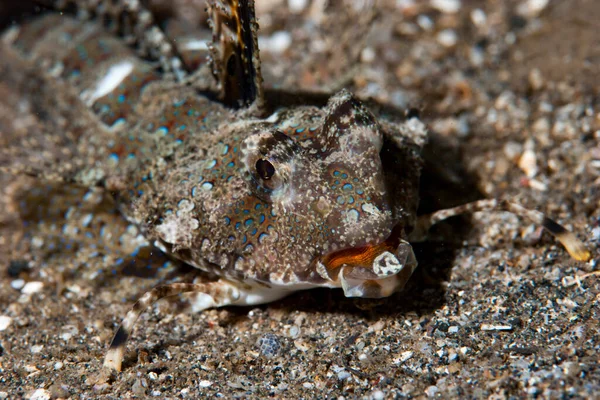 Parmaklı Dragonet Dactylopus Dactylopus