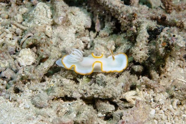 Kromodoris Lochi Çıplak Filipinler