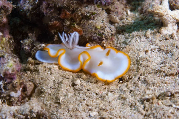 Kromodoris Lochi Çıplak Filipinler