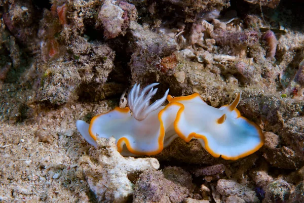 Kromodoris Lochi Çıplak Filipinler