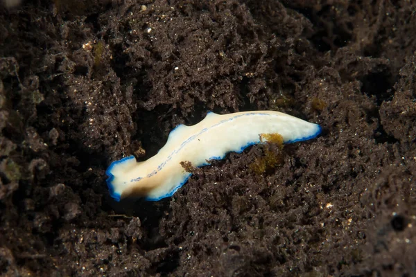 Kromodoris Lochi Çıplak Filipinler