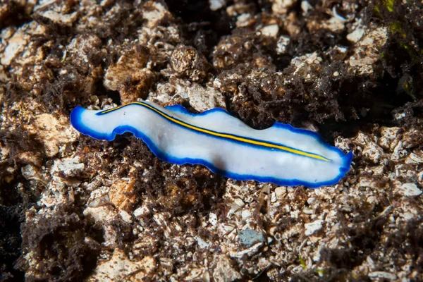 Kromodoris Lochi Çıplak Filipinler