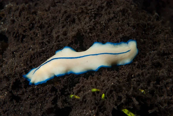 Kromodoris Lochi Çıplak Filipinler