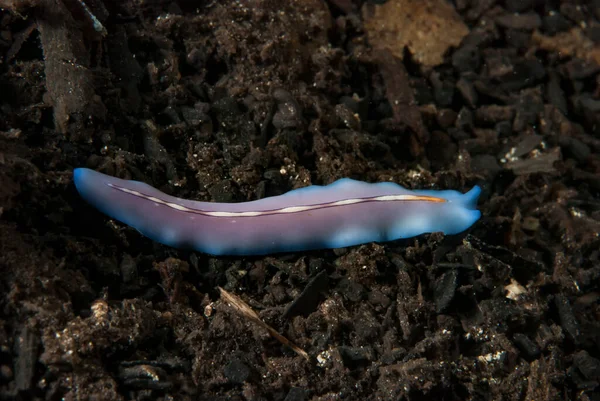 Kromodoris Lochi Çıplak Filipinler