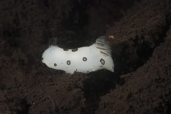 Kromodoris Lochi Çıplak Filipinler