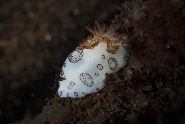 Kromodoris Lochi Çıplak Filipinler