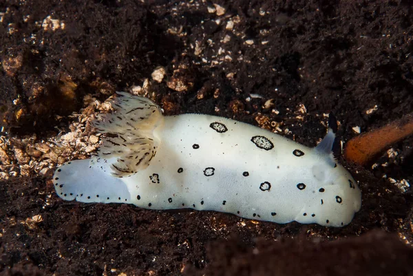 Kromodoris Lochi Çıplak Filipinler