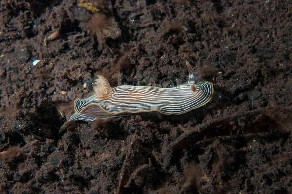 Kromodoris Lochi Çıplak Filipinler