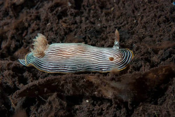 Kromodoris Lochi Çıplak Filipinler