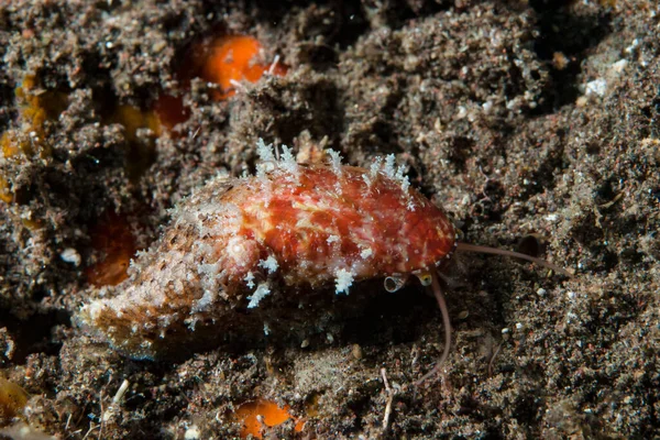 Kromodoris Lochi Çıplak Filipinler