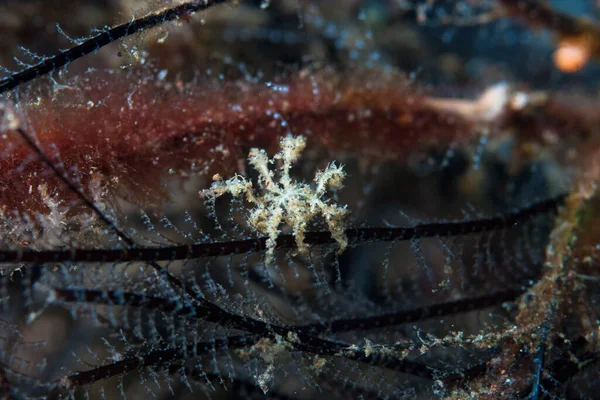 Kromodoris Lochi Çıplak Filipinler