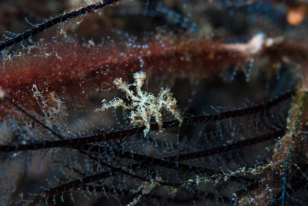 Kromodoris Lochi Çıplak Filipinler