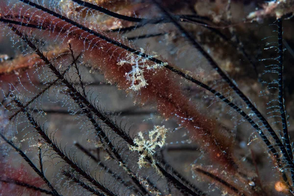 Kromodoris Lochi Çıplak Filipinler