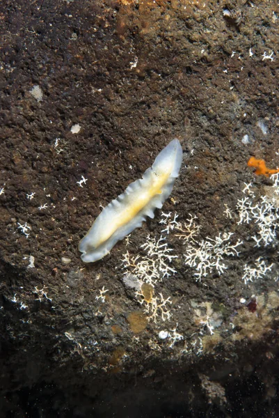 Kromodoris Lochi Çıplak Filipinler